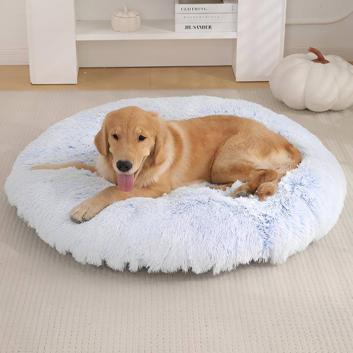 Creating a Cozy Home for Your Pet