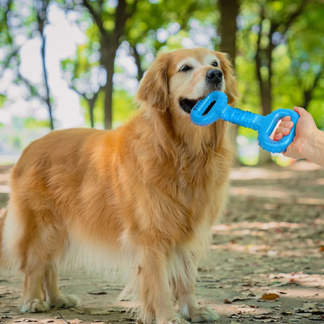 Durable Dog Chew Bone Toy For Aggressive Chewers