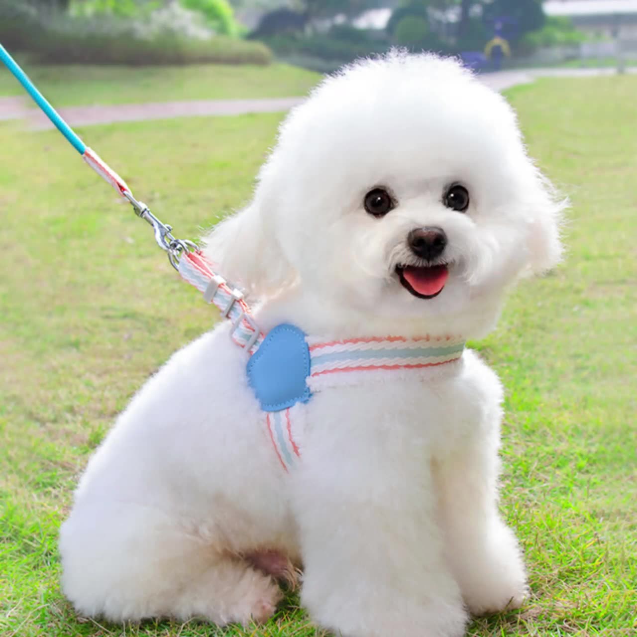 Breathable Summer Dog Harness Vest With Leash Small Medium